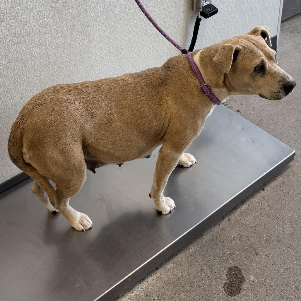 Enlarge Fiona, a Adoptable Mixed Breed in Las Cruces, NM image 5/6