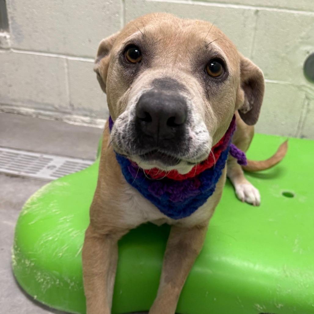 Enlarge Fiona, a Adoptable Mixed Breed in Las Cruces, NM image 6/6