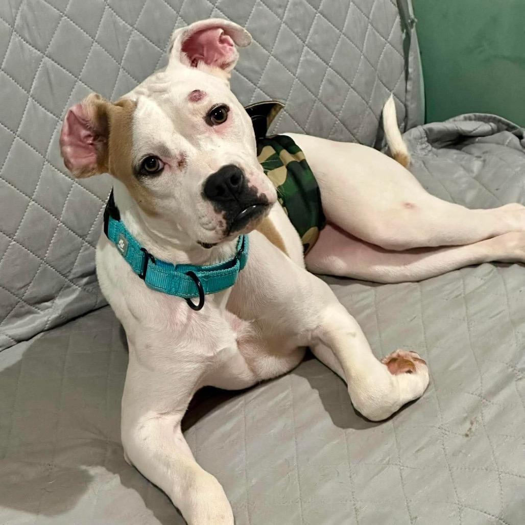 Marshall, Adoptable, Young Male Pit Bull Terrier & Mixed Breed.