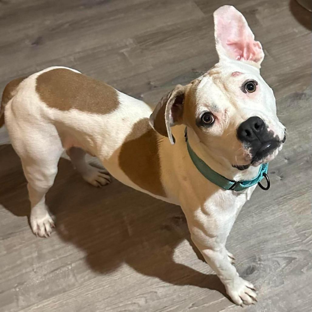 Enlarge Marshall, a Adoptable mixed breed in Olathe, KS image 2/6