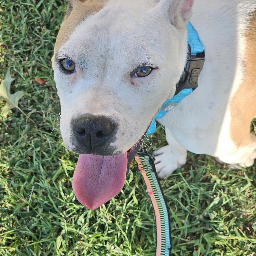 Enlarge Marshall, a Adoptable mixed breed in Olathe, KS image 4/6