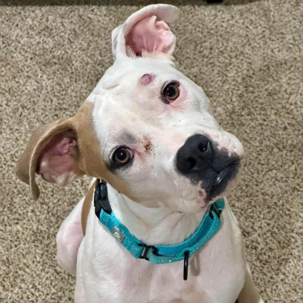 Enlarge Marshall, a Adoptable mixed breed in Olathe, KS image 5/6