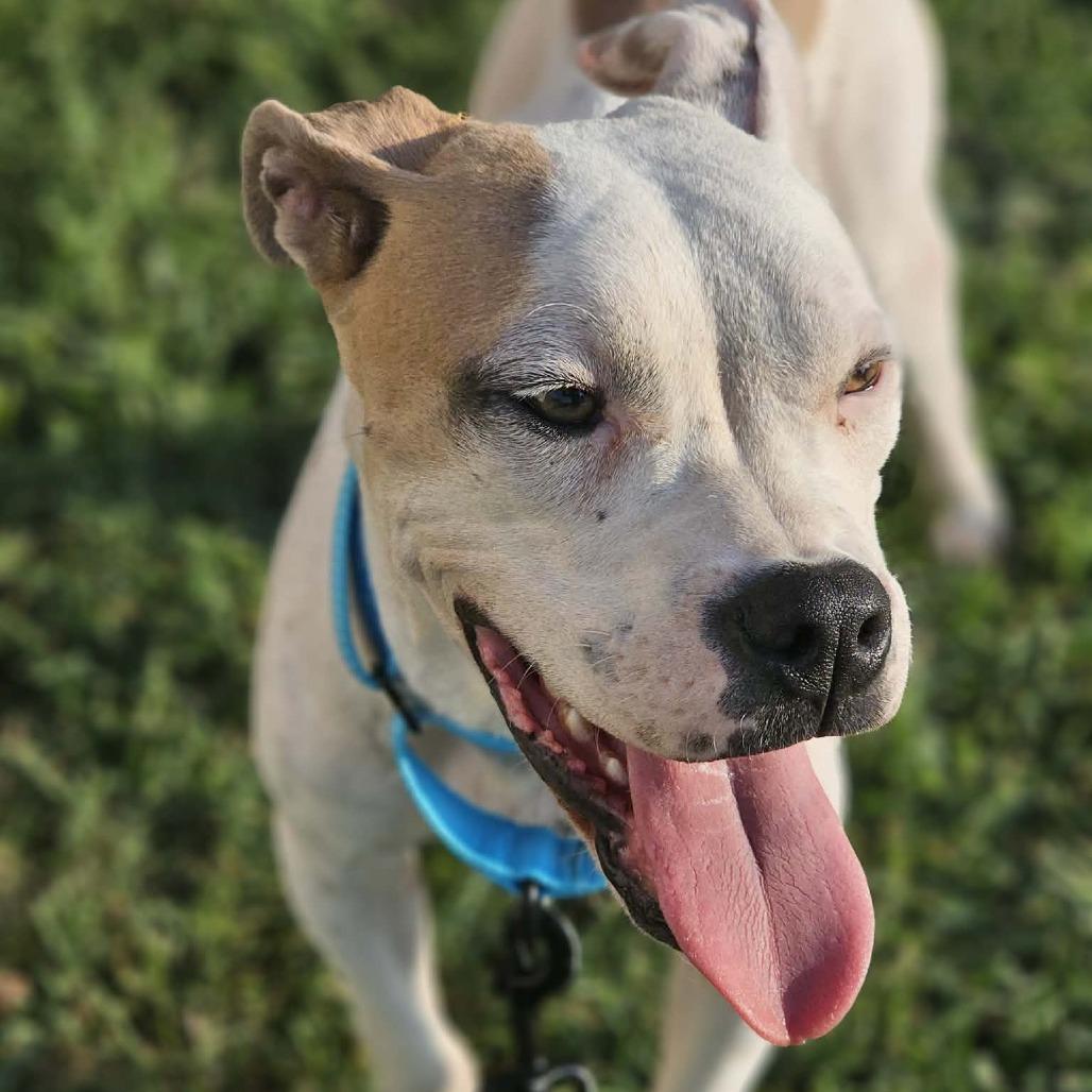 Enlarge Marshall, a Adoptable mixed breed in Olathe, KS image 6/6