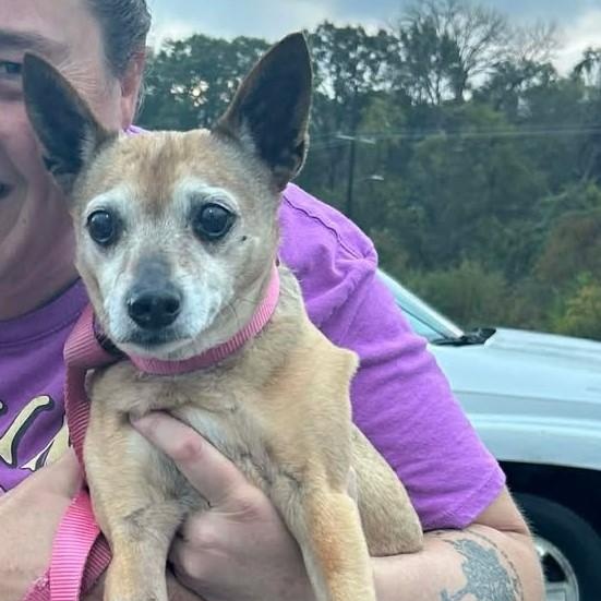 Tulip (Special Needs), an adopted Chihuahua in North Berwick, ME image 2/2