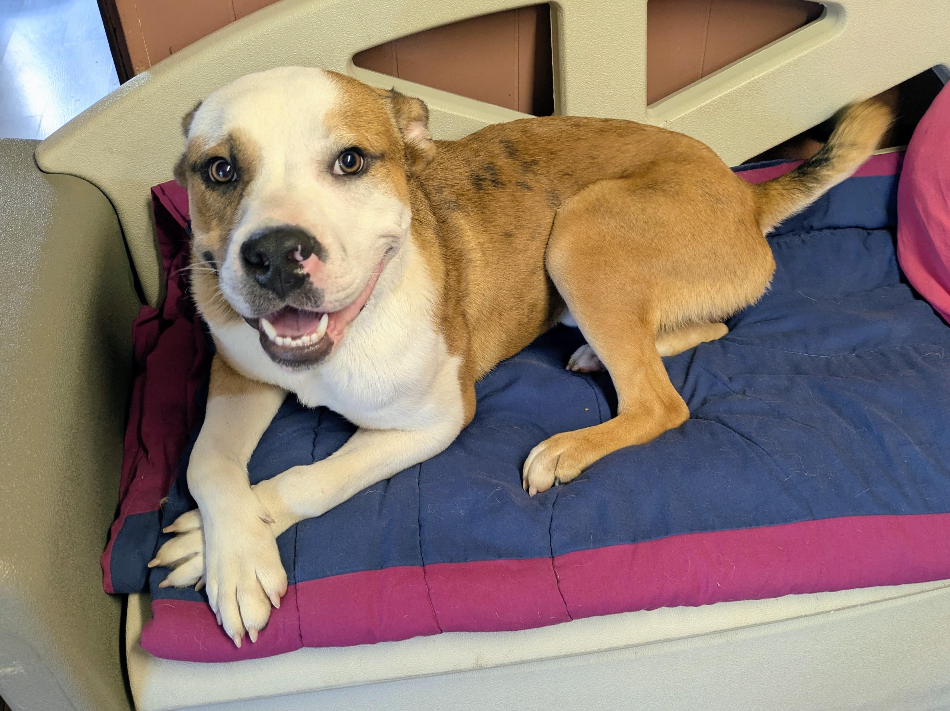 Enlarge BARON, a ADOPTABLE mixed breed in Lebanon, TN image 3/6