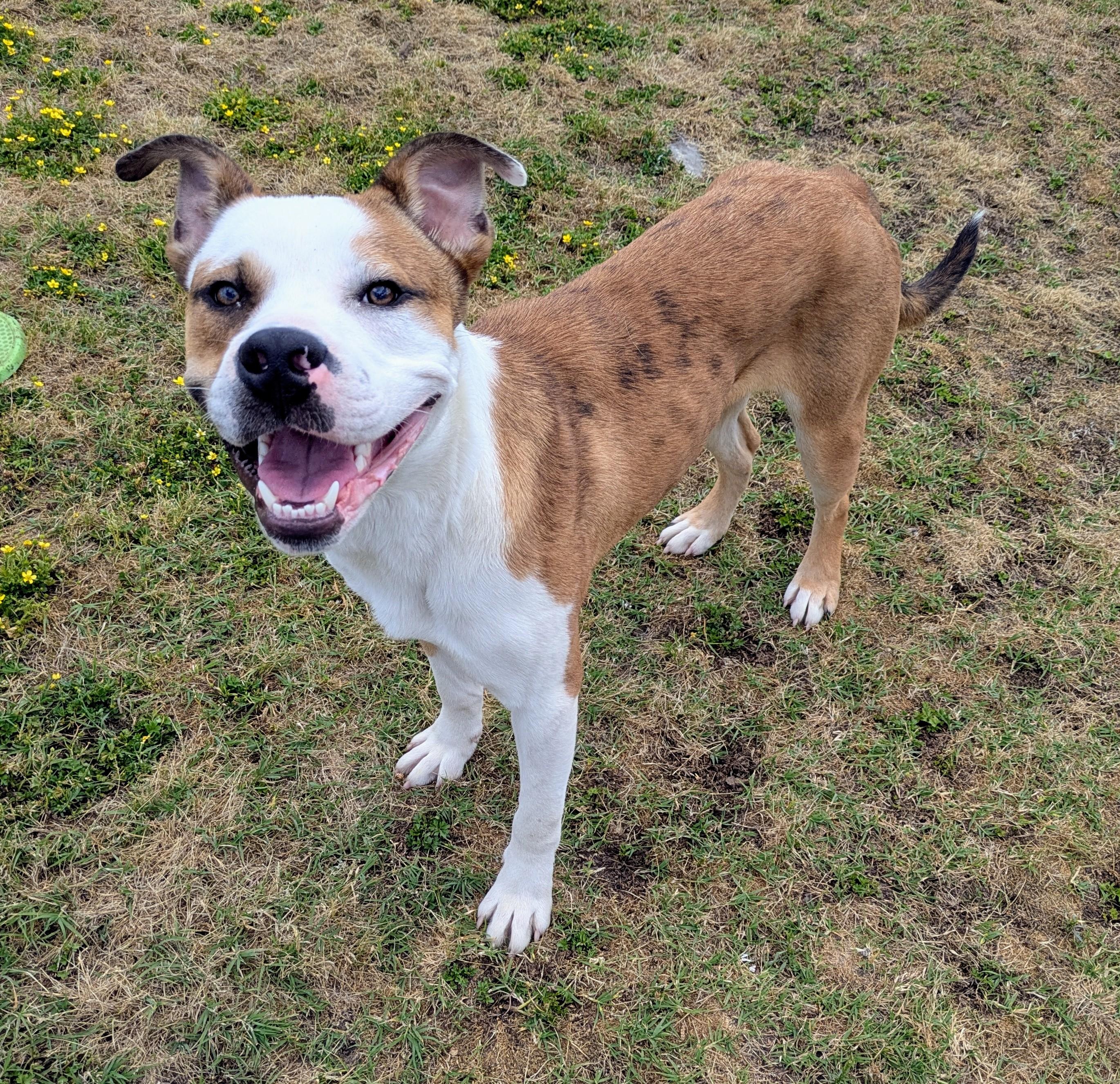 Enlarge BARON, a ADOPTABLE mixed breed in Lebanon, TN image 2/6