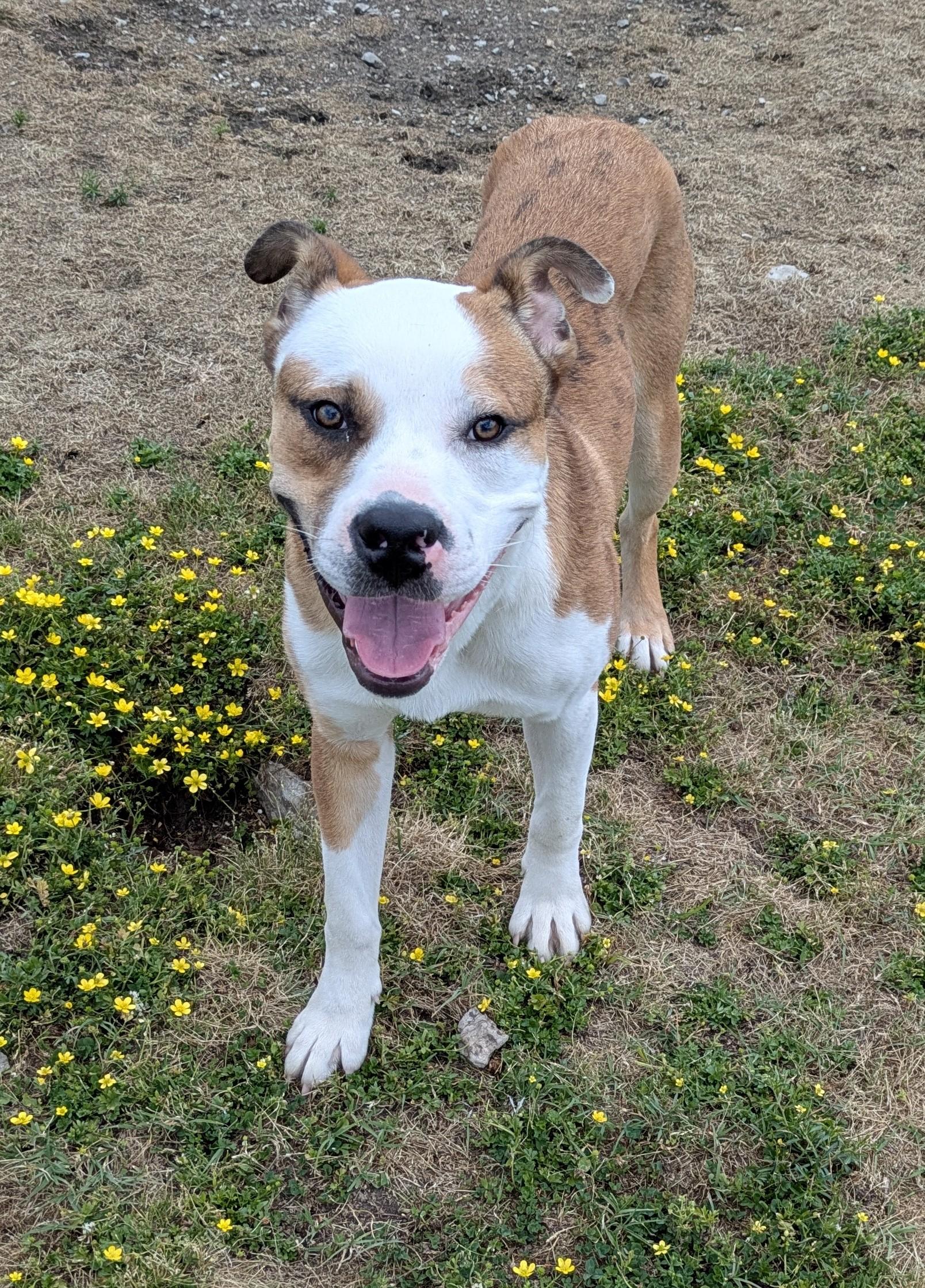 Enlarge BARON, a ADOPTABLE mixed breed in Lebanon, TN image 4/6
