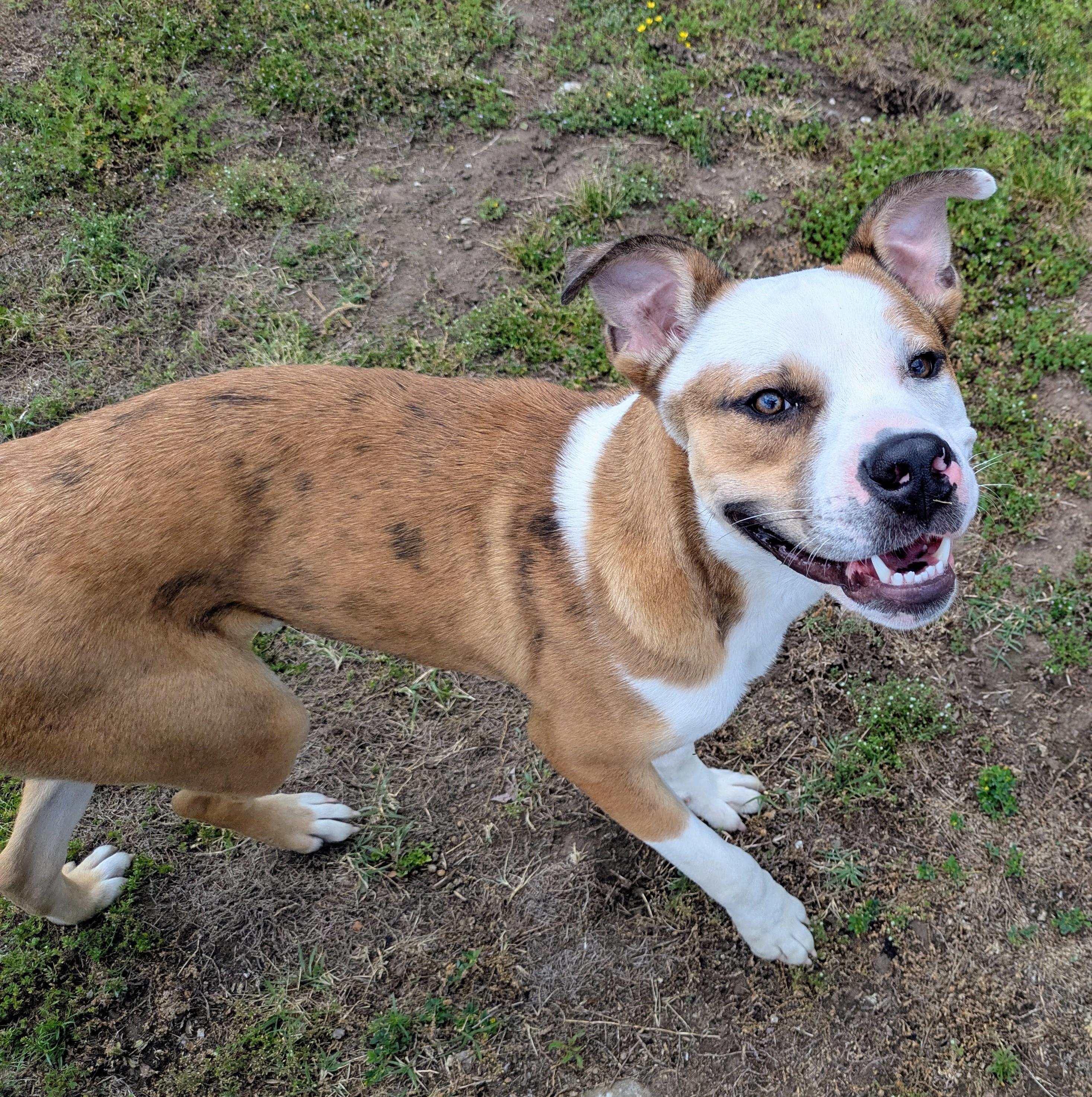 Enlarge BARON, a ADOPTABLE mixed breed in Lebanon, TN image 6/6