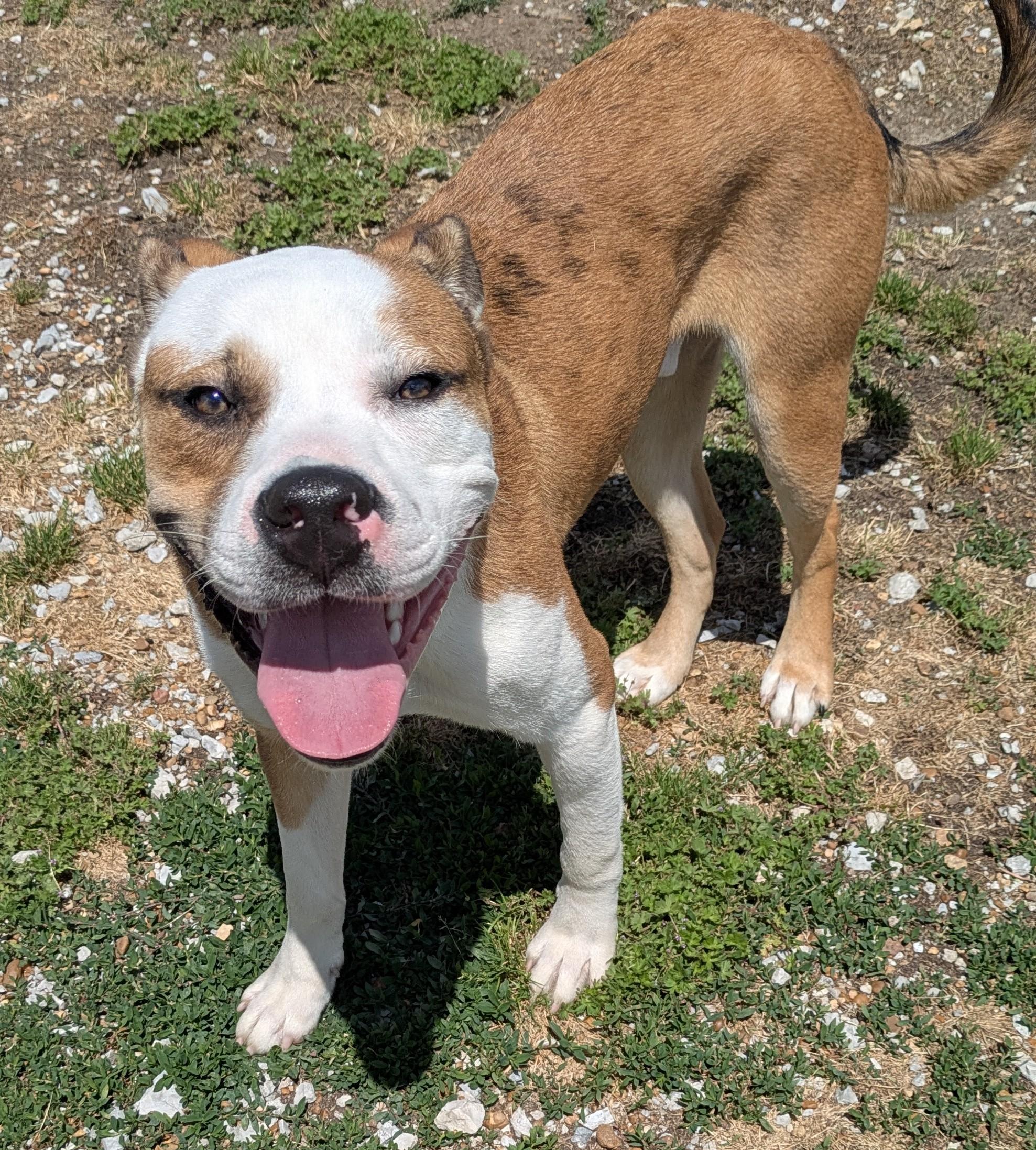 Enlarge BARON, a ADOPTABLE mixed breed in Lebanon, TN image 5/6