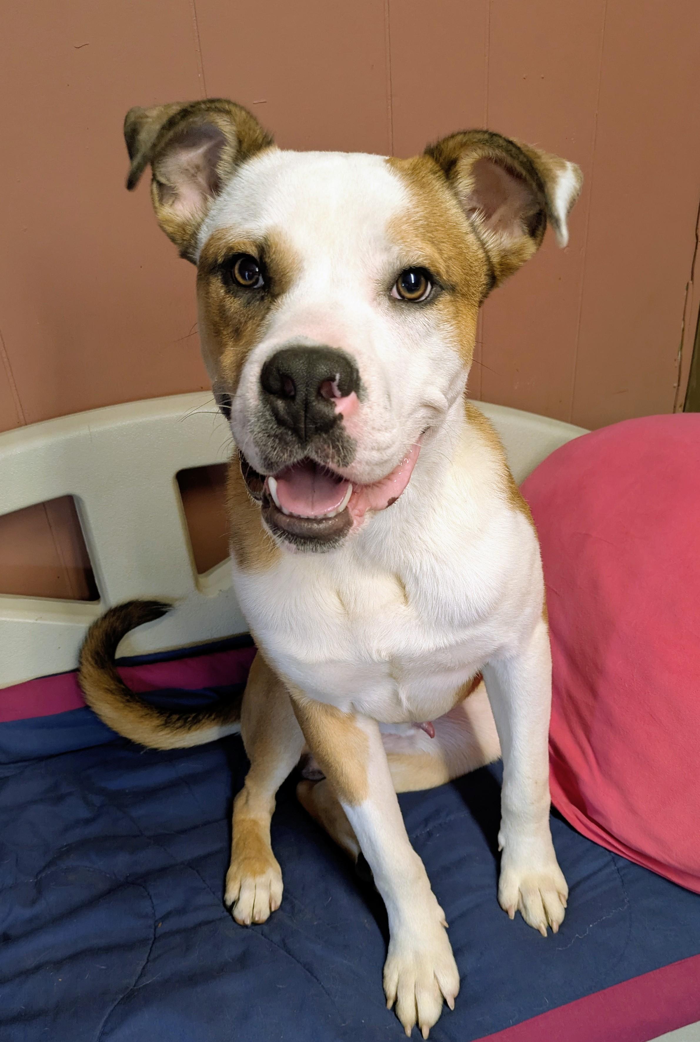 Enlarge BARON, a ADOPTABLE mixed breed in Lebanon, TN image 1/6
