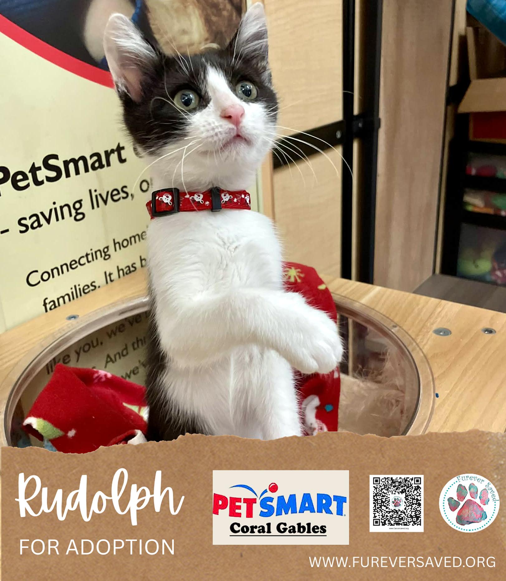 Enlarge Rudolph, a ADOPTABLE Domestic Short Hair in Miami, FL image 4/5