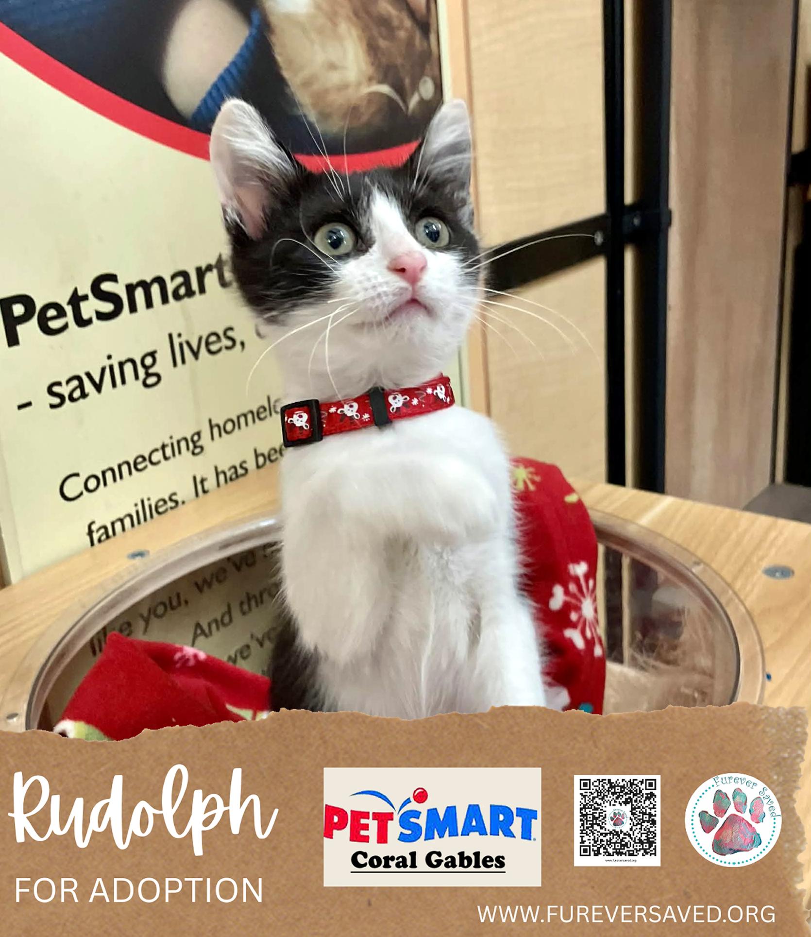 Enlarge Rudolph, a ADOPTABLE Domestic Short Hair in Miami, FL image 2/5