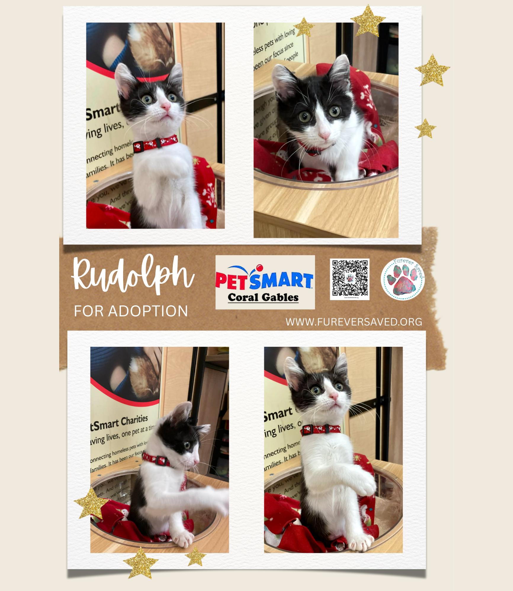 Rudolph, ADOPTABLE, Kitten Male Domestic Short Hair.