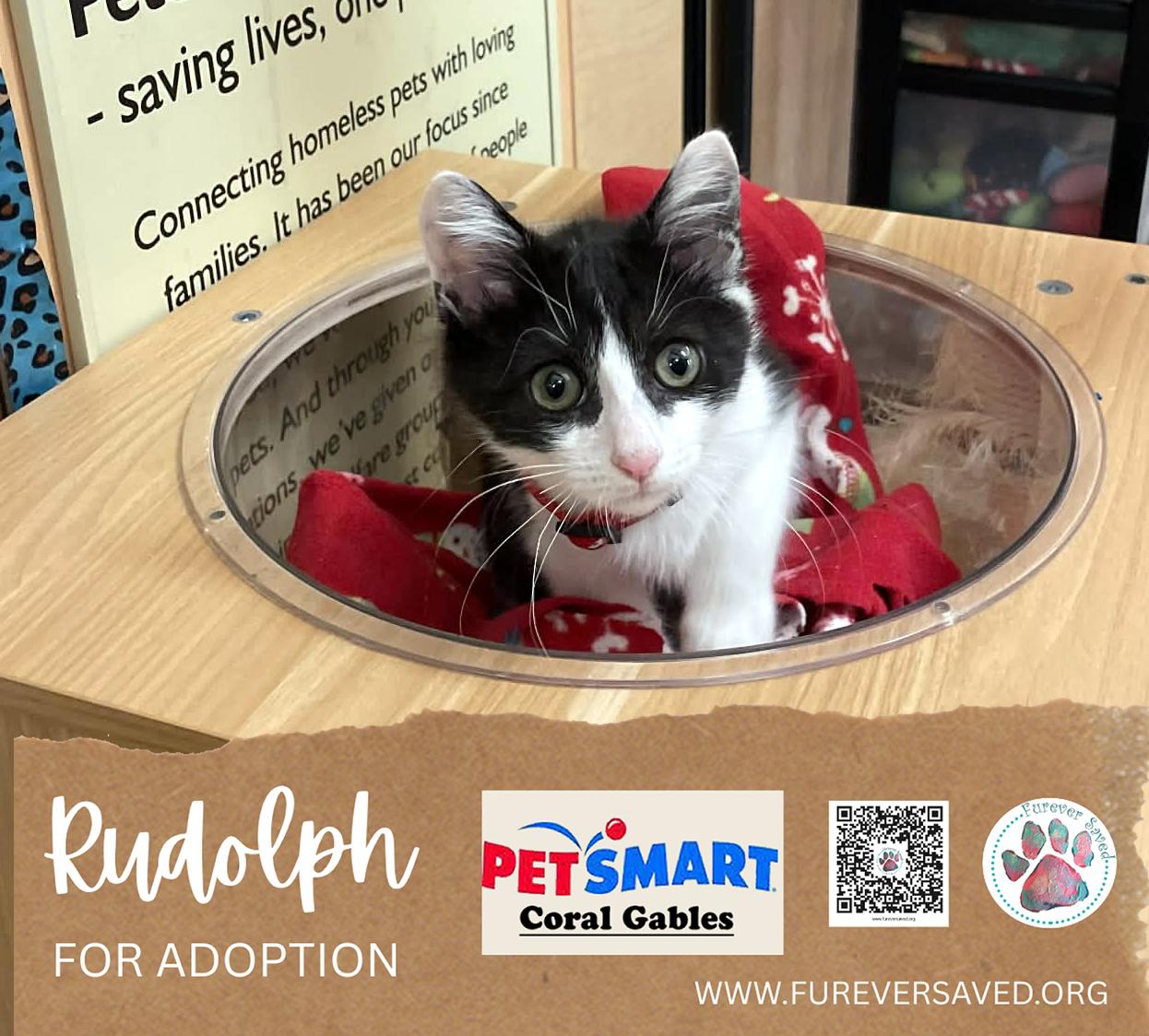 Enlarge Rudolph, a ADOPTABLE Domestic Short Hair in Miami, FL image 5/5