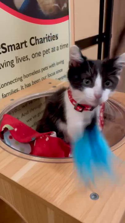 Enlarge Rudolph, a ADOPTABLE Domestic Short Hair in Miami, FL video 3/5