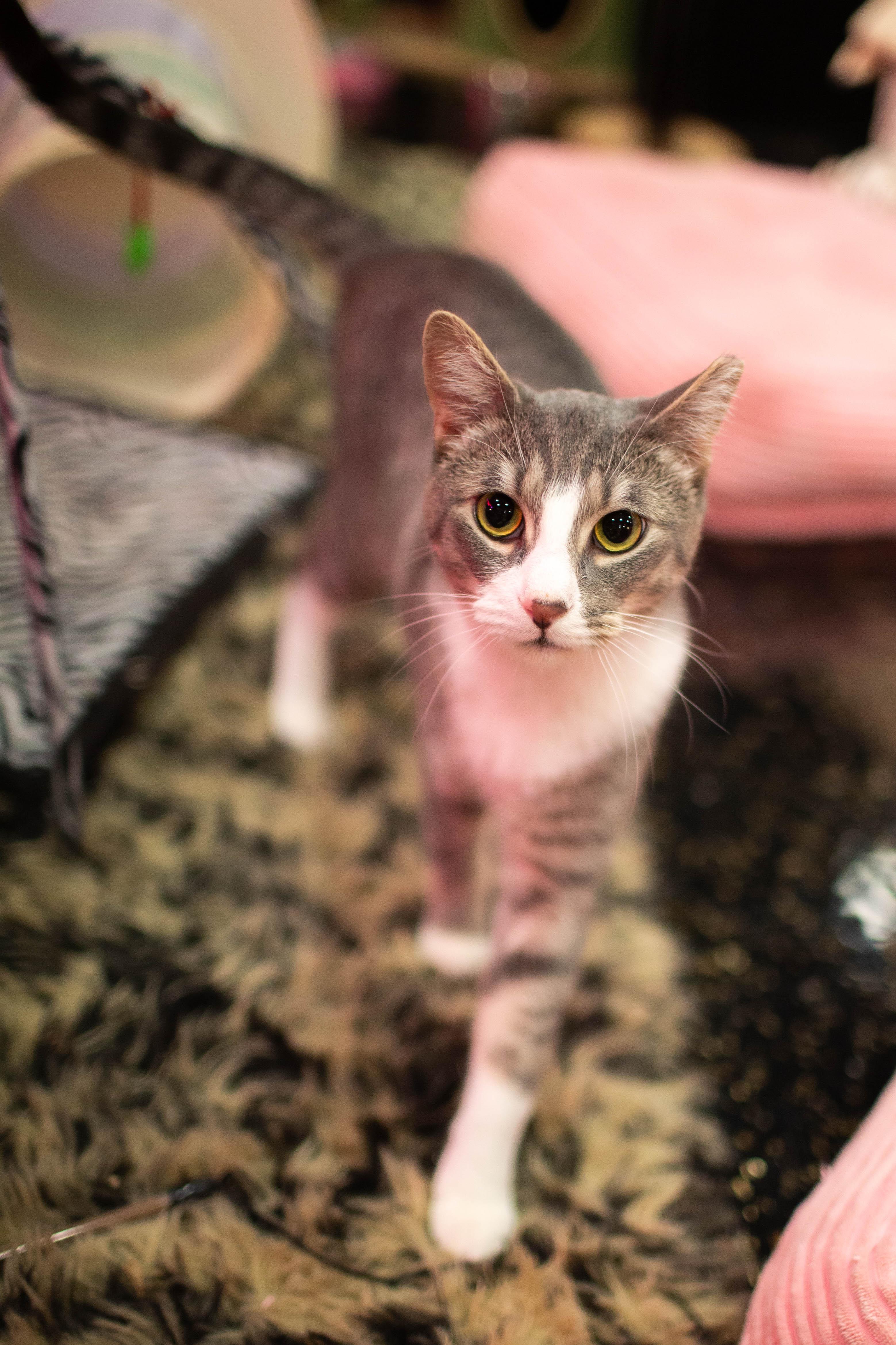 Enlarge Henry, a Adoptable Domestic Short Hair in Kennebunk , ME image 1/6