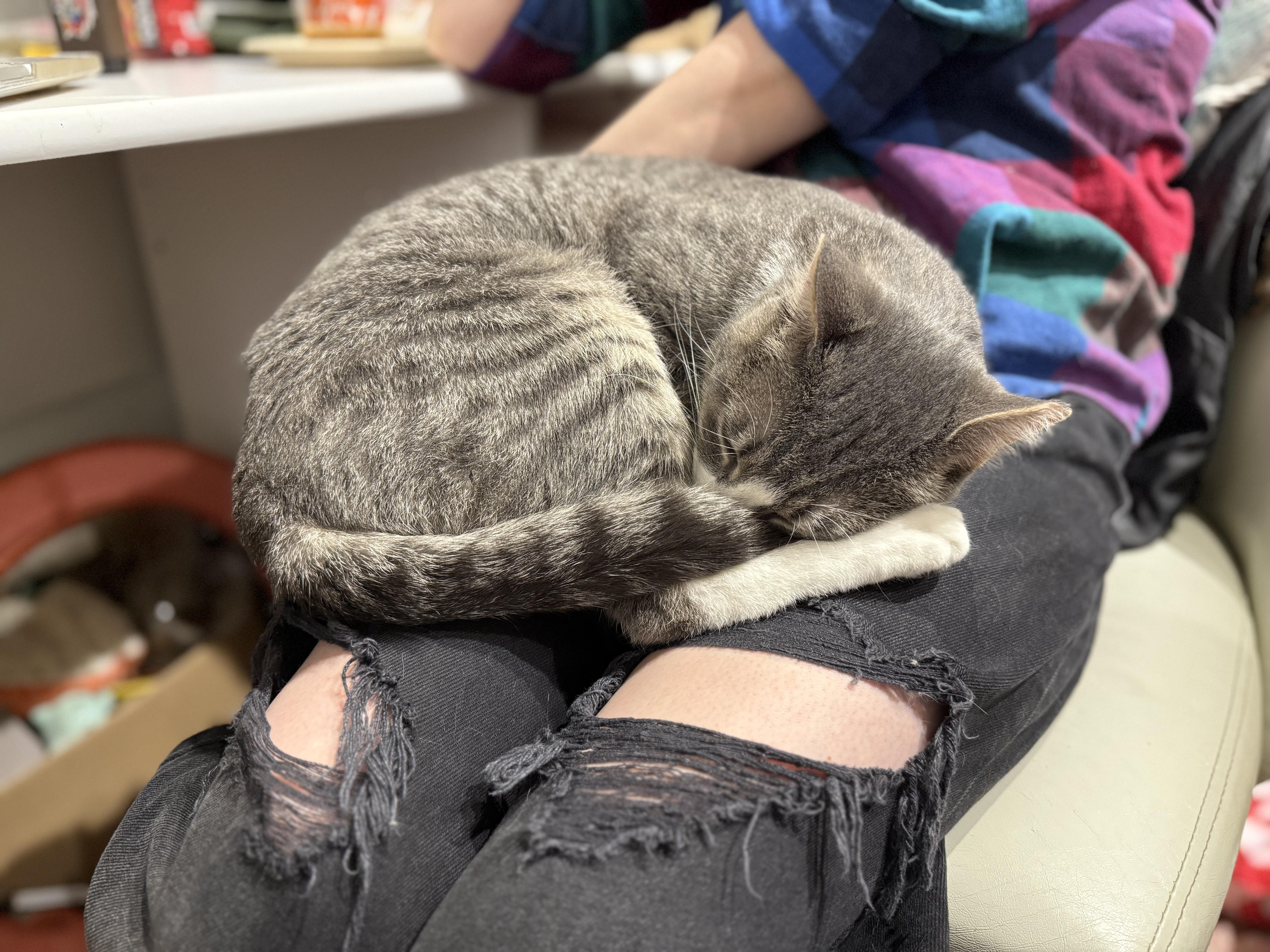 Enlarge Henry, a Adoptable Domestic Short Hair in Kennebunk , ME image 6/6