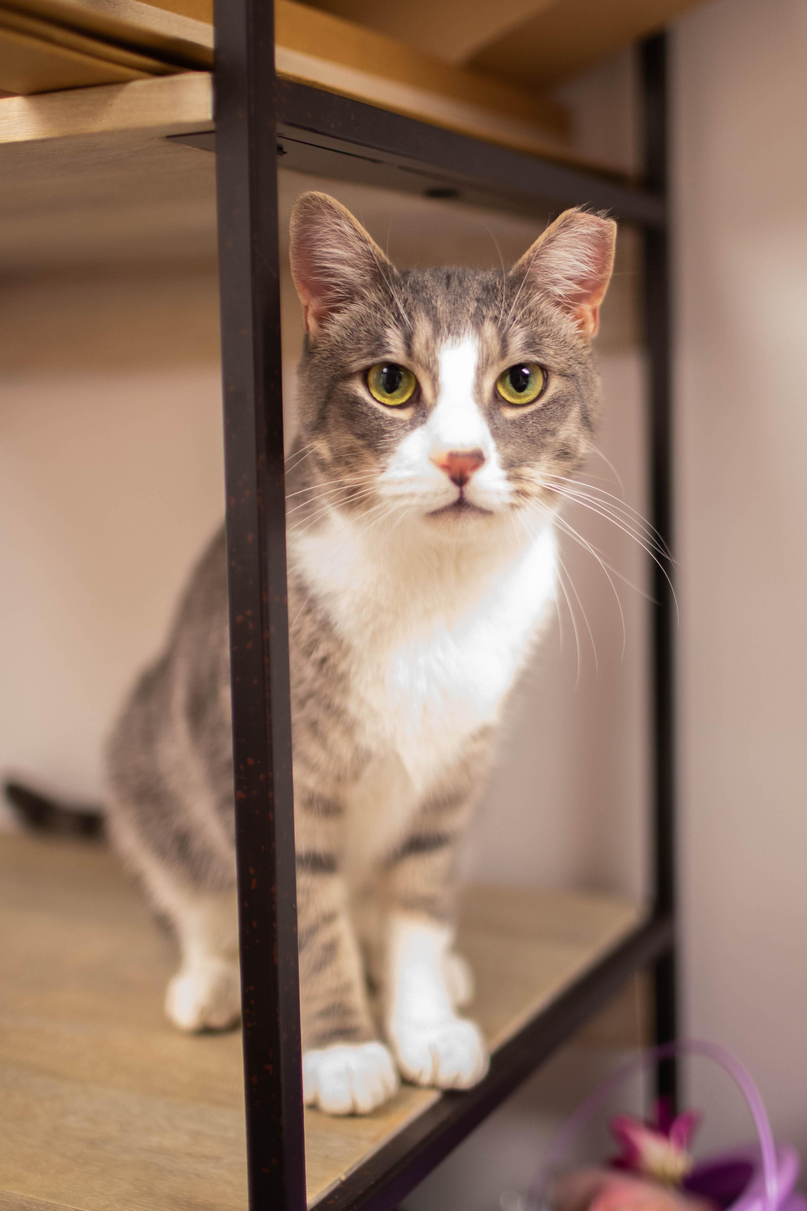Enlarge Henry, a Adoptable Domestic Short Hair in Kennebunk , ME image 5/6