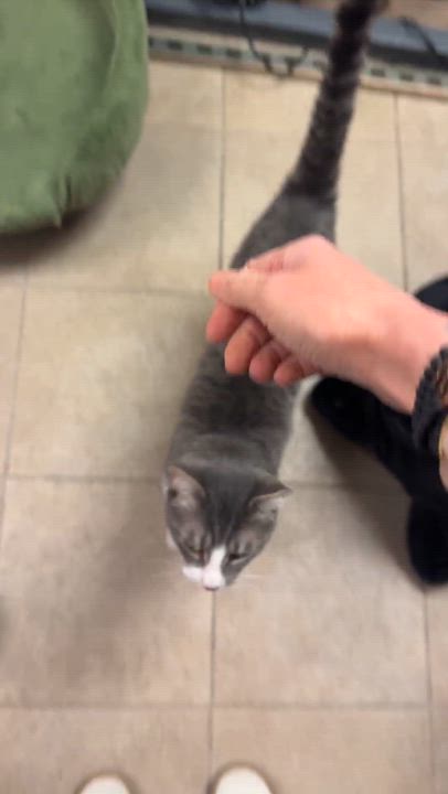 Enlarge Henry, a Adoptable Domestic Short Hair in Kennebunk , ME video 2/6