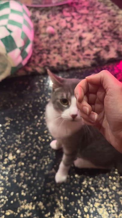 Enlarge Henry, a Adoptable Domestic Short Hair in Kennebunk , ME video 4/6