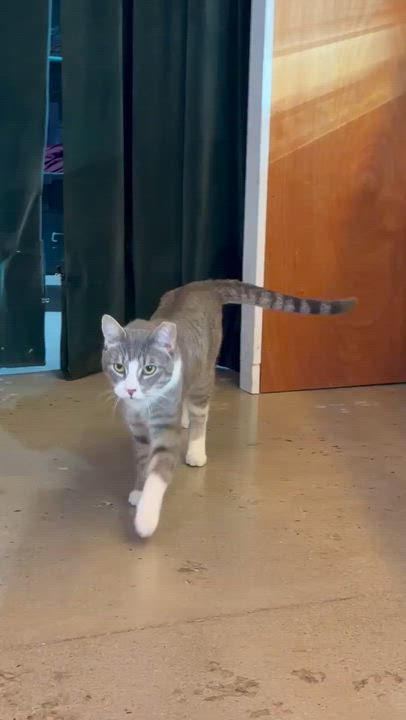 Enlarge Henry, a Adoptable Domestic Short Hair in Kennebunk , ME video 3/6
