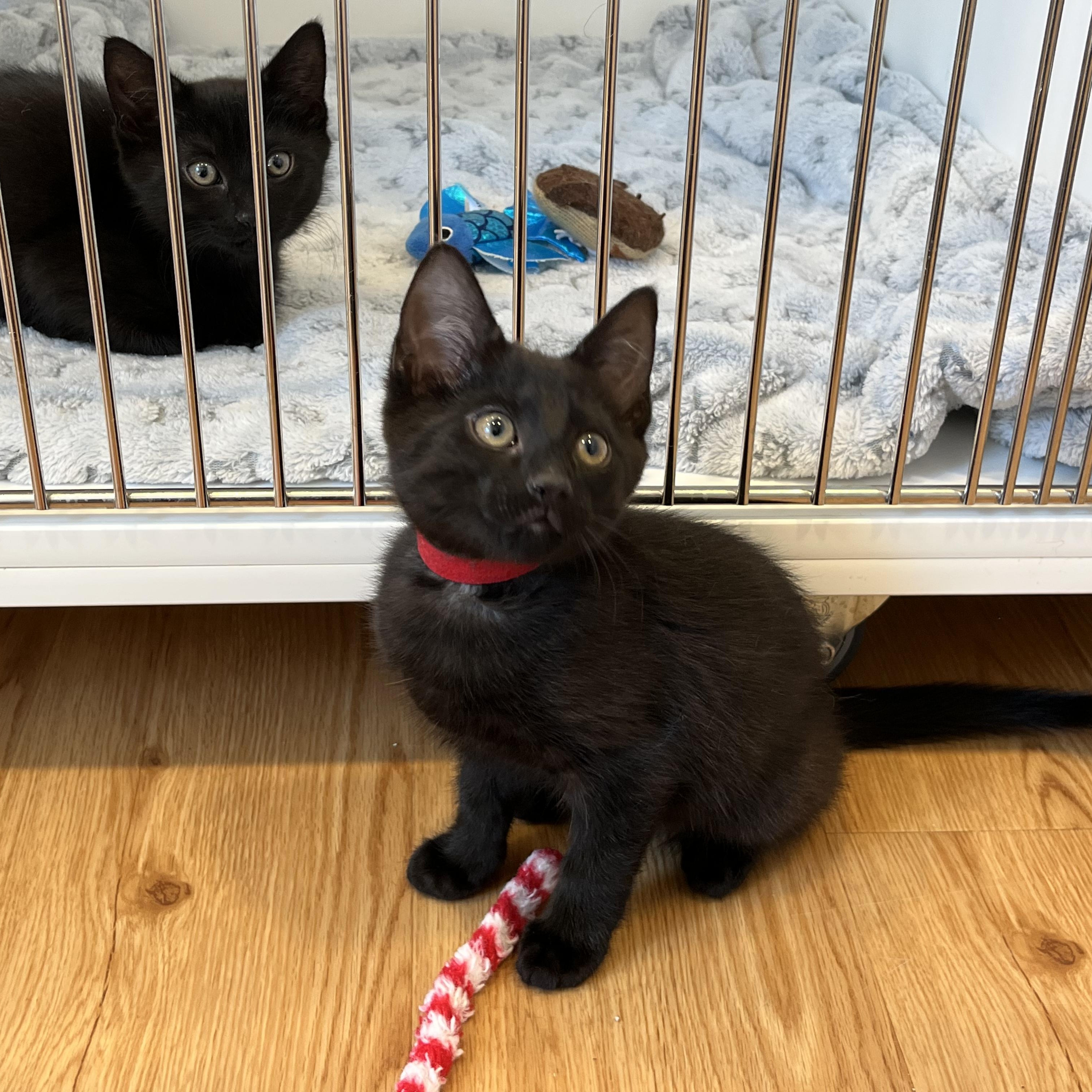Enlarge Lounge, a ADOPTABLE American Shorthair in Hull, MA image 2/4