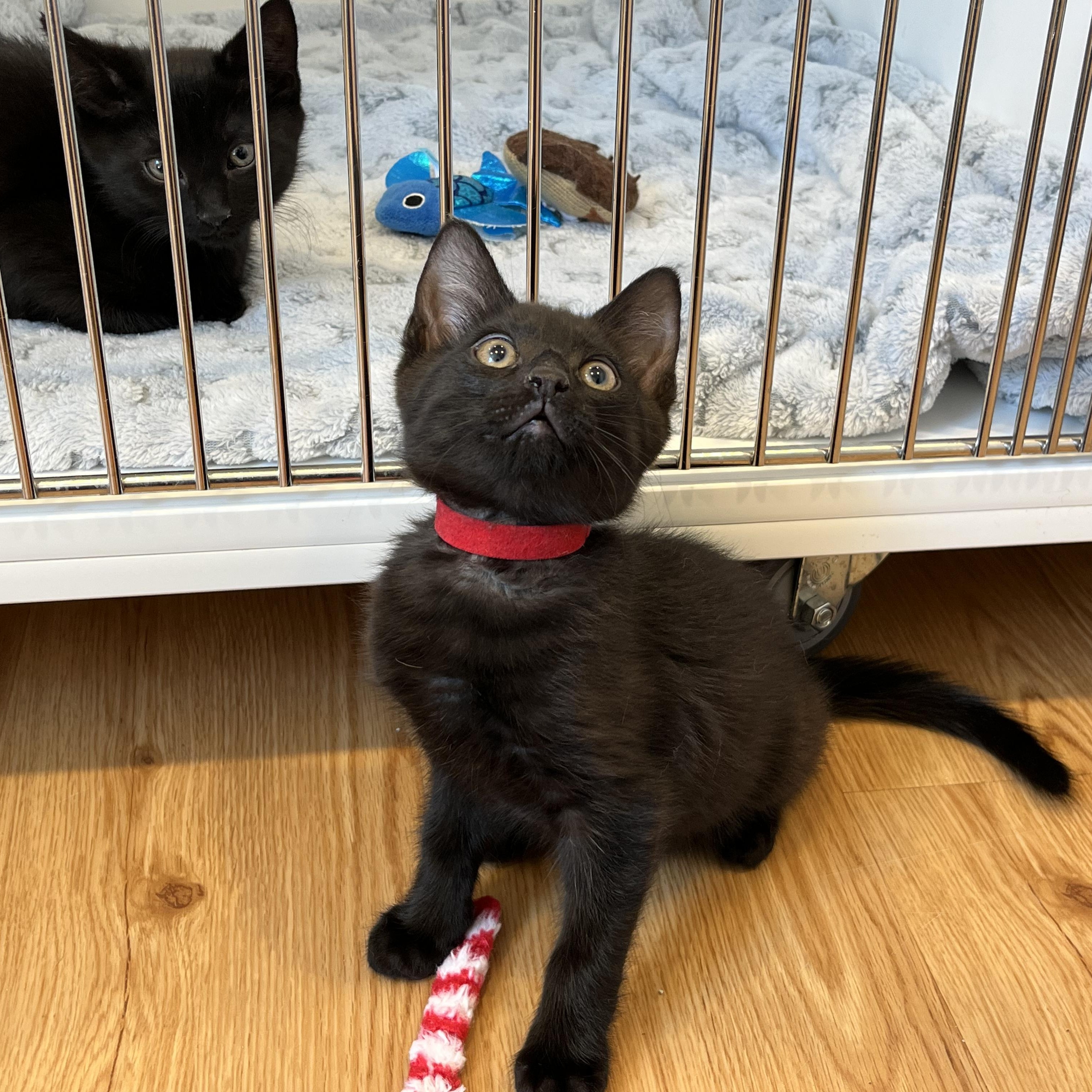 Enlarge Lounge, a ADOPTABLE American Shorthair in Hull, MA image 4/4