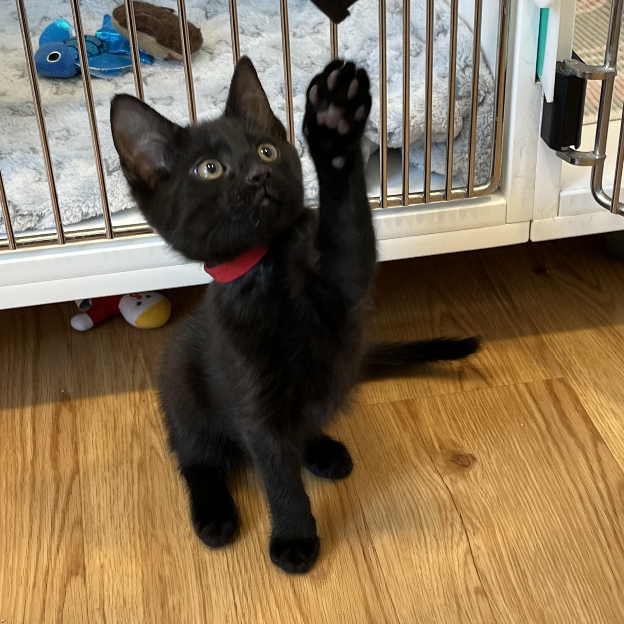 Enlarge Lounge, a ADOPTABLE American Shorthair in Hull, MA image 3/4