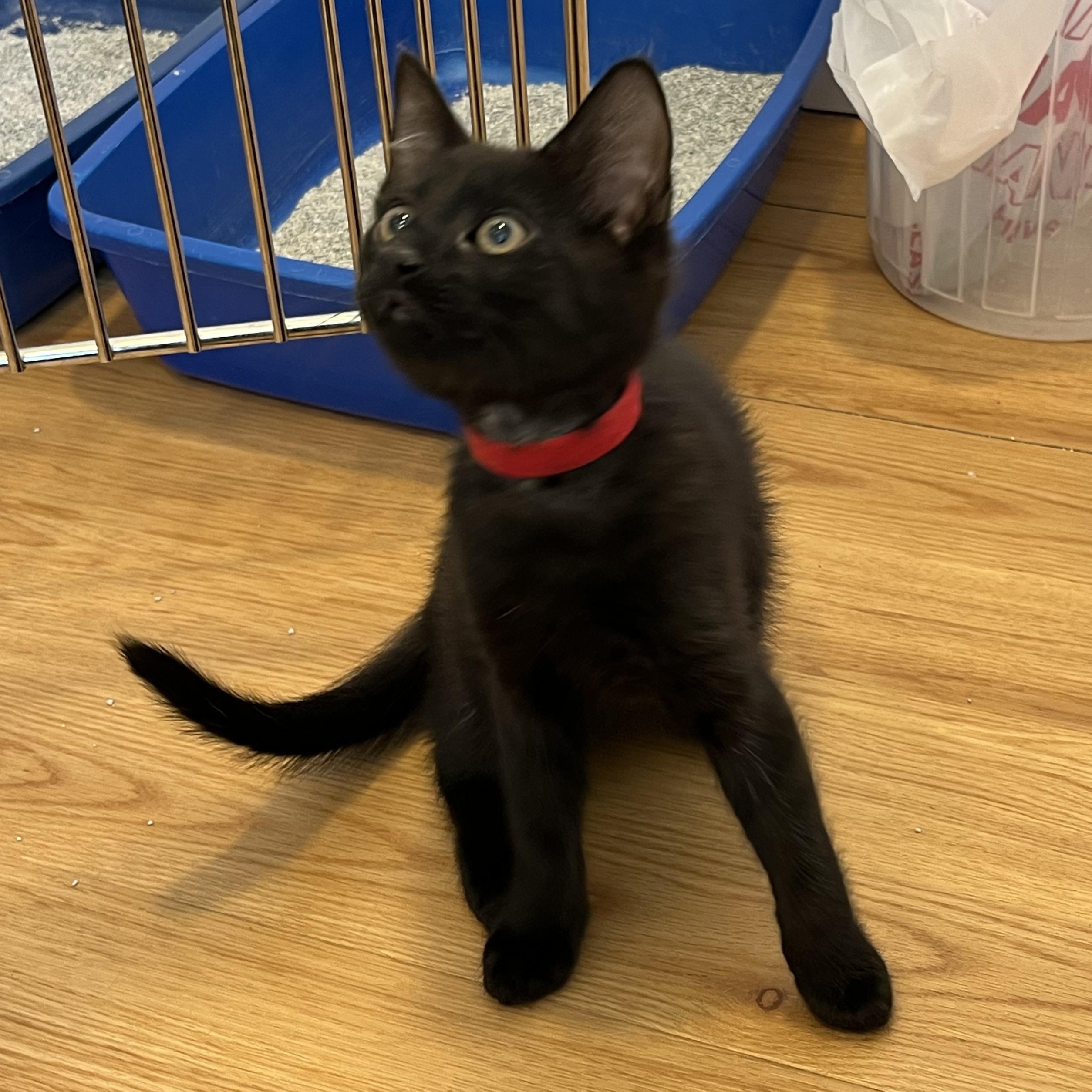 Enlarge Lounge, a ADOPTABLE American Shorthair in Hull, MA image 1/4