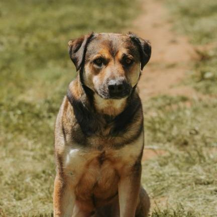 Chuckles, Adoptable, Adult Male Mastiff & Mixed Breed.