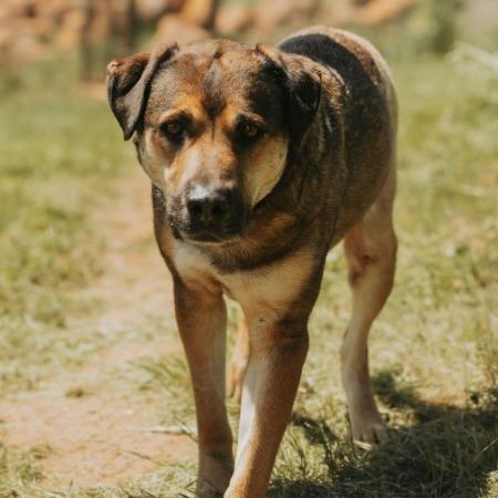 Chuckles, a Adoptable mixed breed in Salem, OR image 2/3