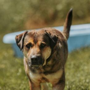 Chuckles, a Adoptable mixed breed in Salem, OR image 3/3