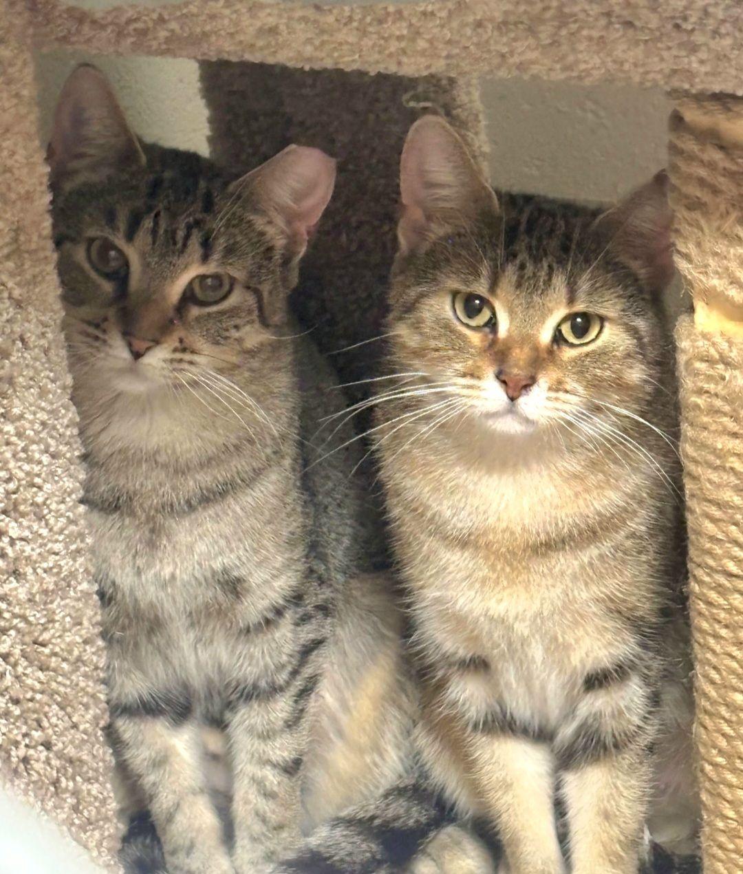 Enlarge Honey and GG, an adopted Domestic Short Hair in North Kingstown, RI image 1/1
