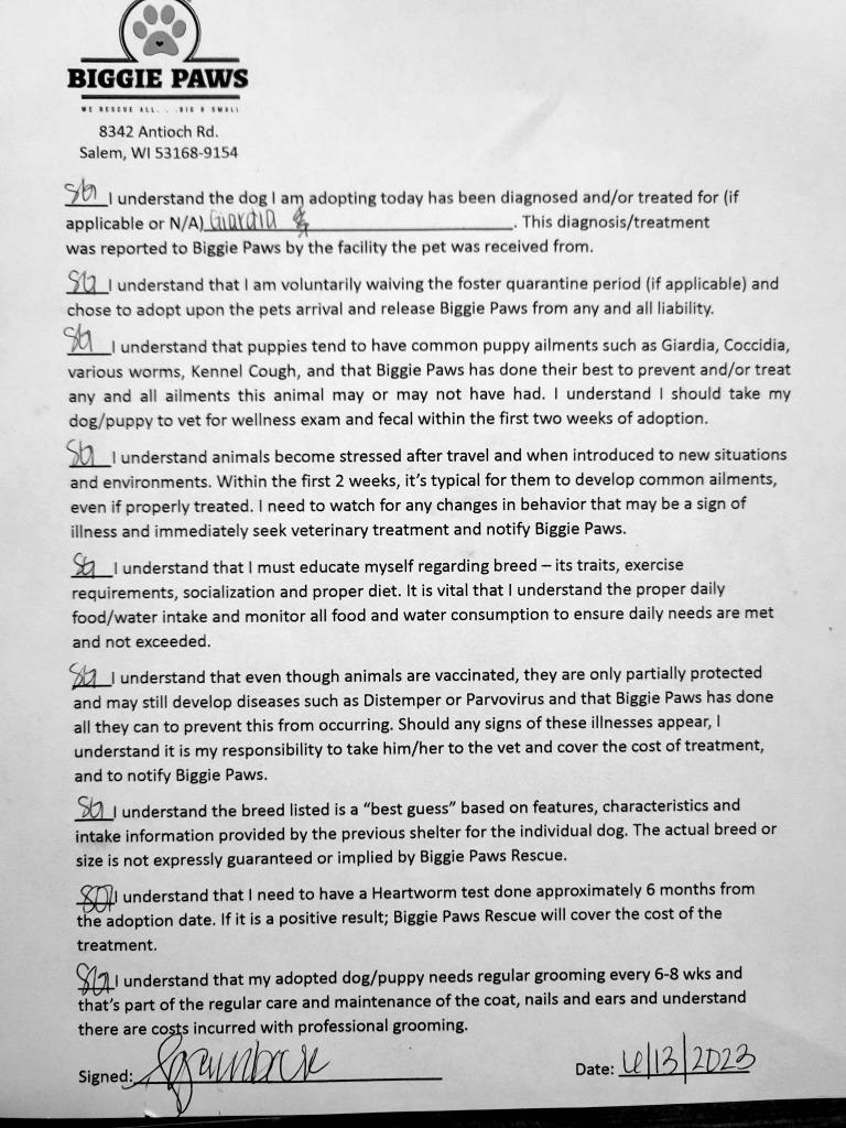 Reba, Adoptable, Puppy Female Labrador Retriever & Pit Bull Terrier.