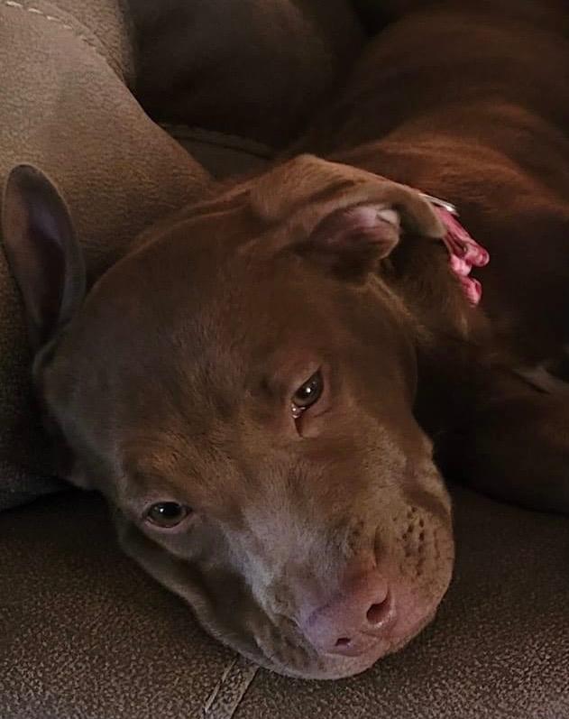 Enlarge Reba, a Adoptable mixed breed in Bristol, WI image 3/6