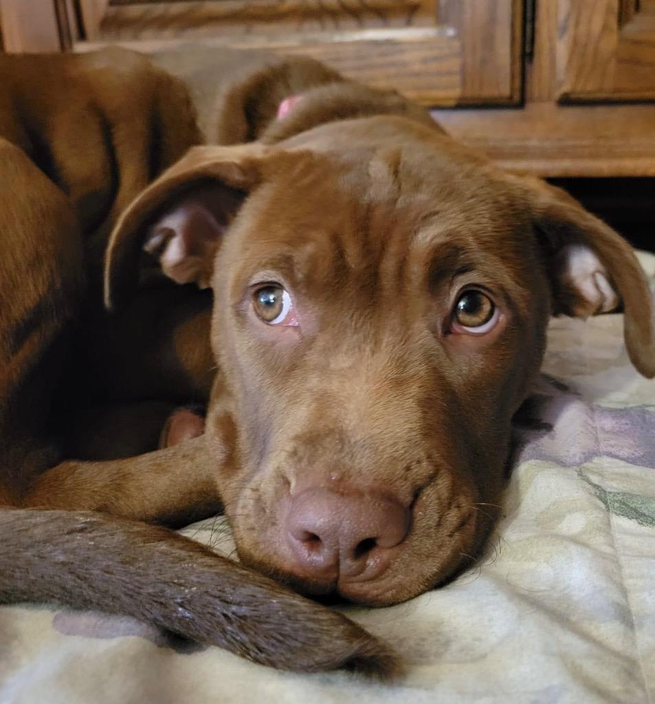 Reba, a Adoptable mixed breed in Bristol, WI image 5/6