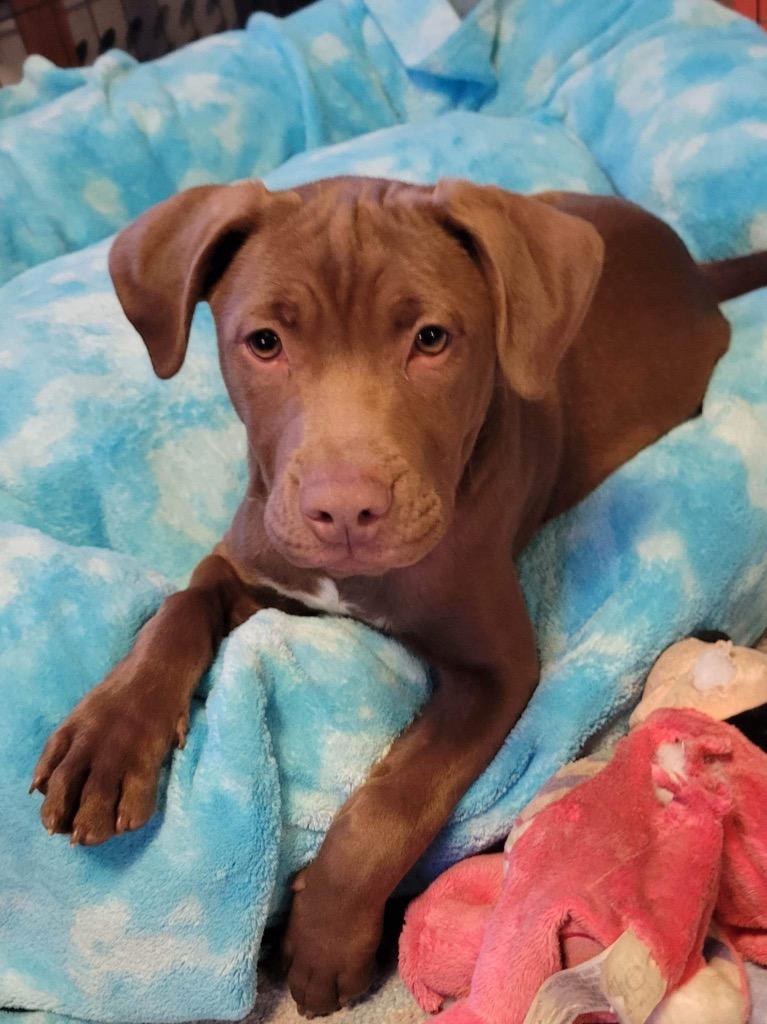 Enlarge Reba, a Adoptable mixed breed in Bristol, WI image 4/6