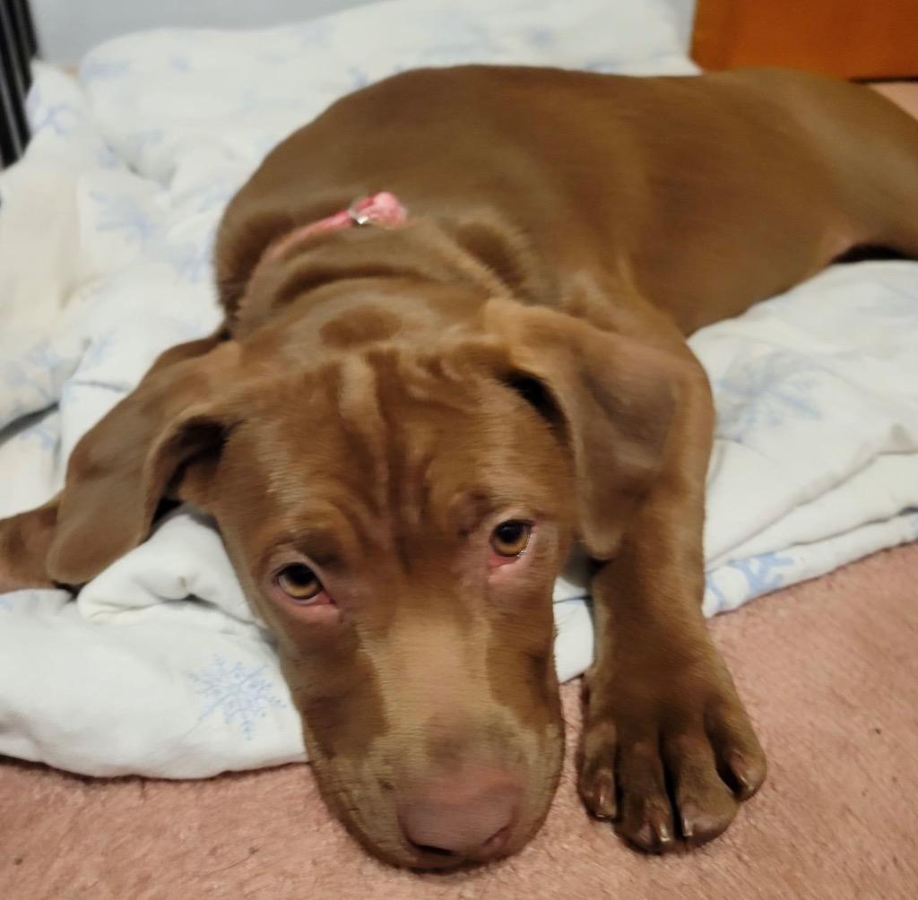 Enlarge Reba, a Adoptable mixed breed in Bristol, WI image 5/6