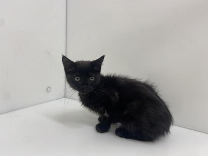 Enlarge Puma, a Adoptable Domestic Short Hair in Boulder, CO image 1/1