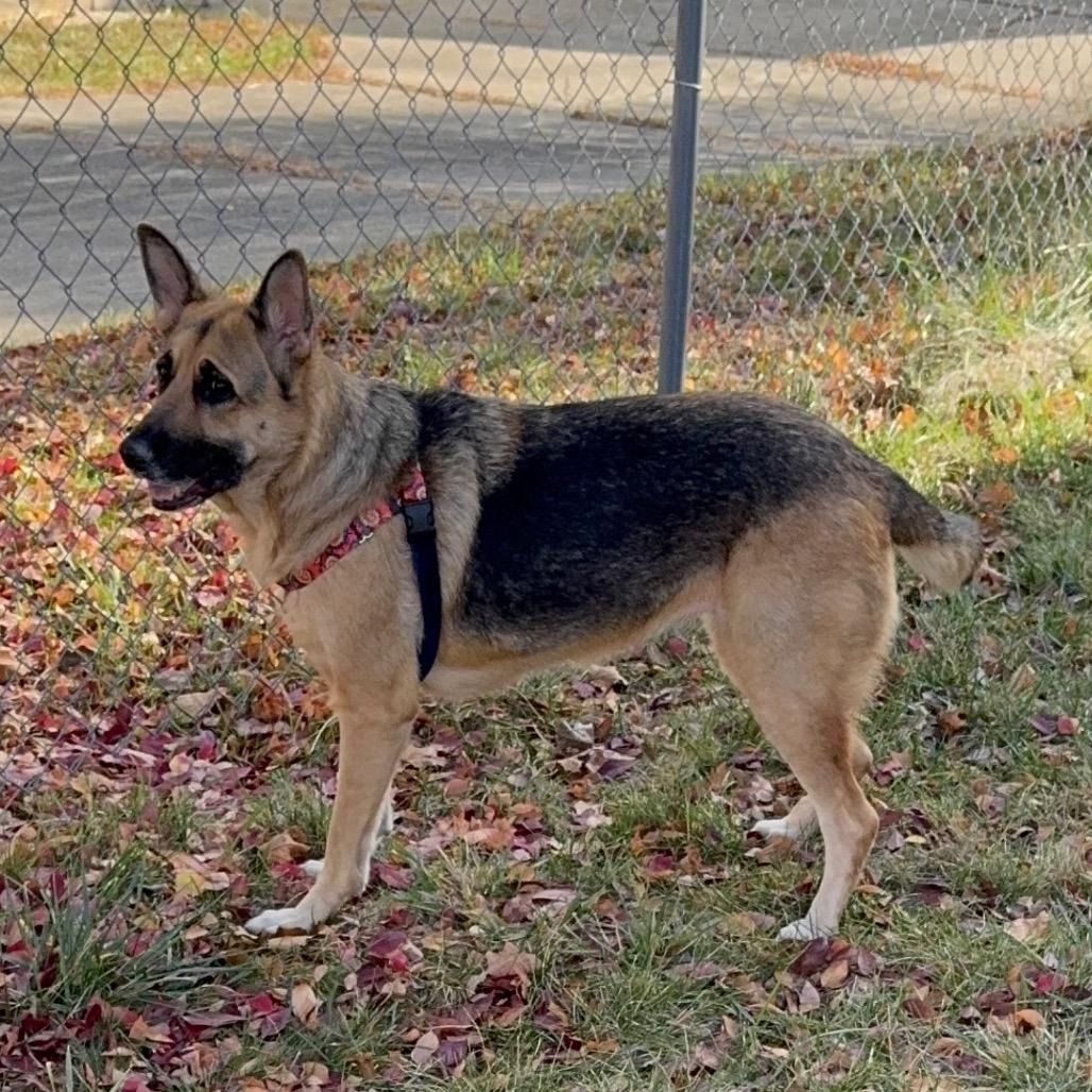 Aurora, a Adoptable German Shepherd Dog in Northville, MI image 2/4