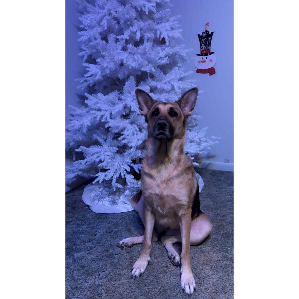 Aurora, a Adoptable German Shepherd Dog in Northville, MI image 4/4