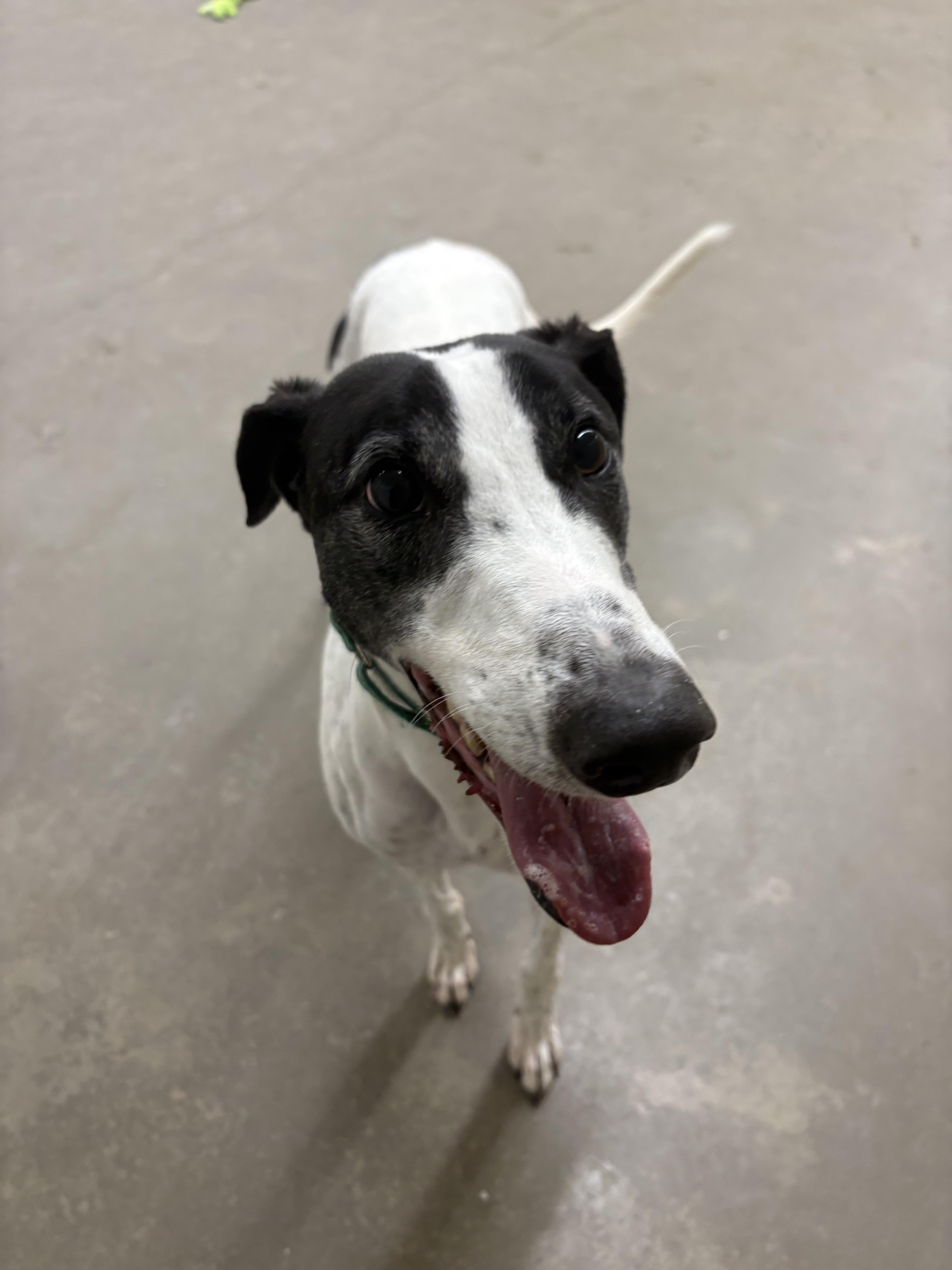 Enlarge Clyde, an adopted Greyhound in Swanzey, NH image 1/3
