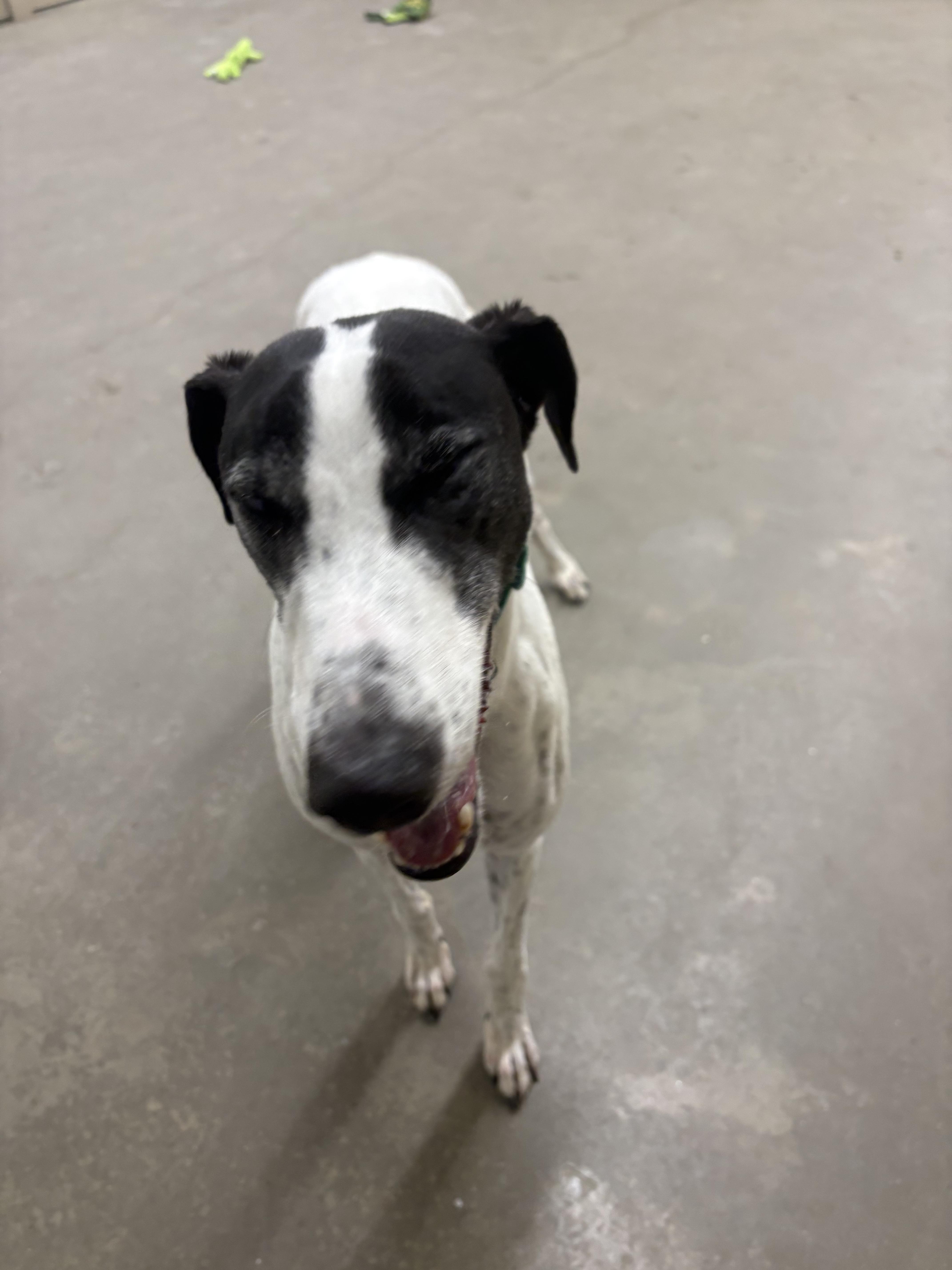 Enlarge Clyde, an adopted Greyhound in Swanzey, NH image 3/3