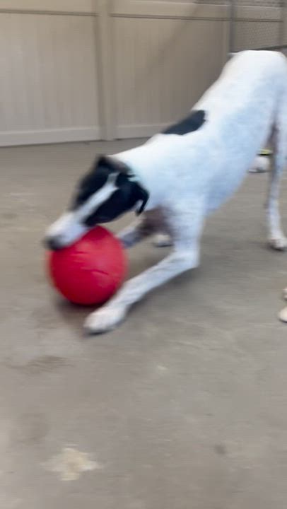 Enlarge Clyde, an adopted Greyhound in Swanzey, NH video 2/3