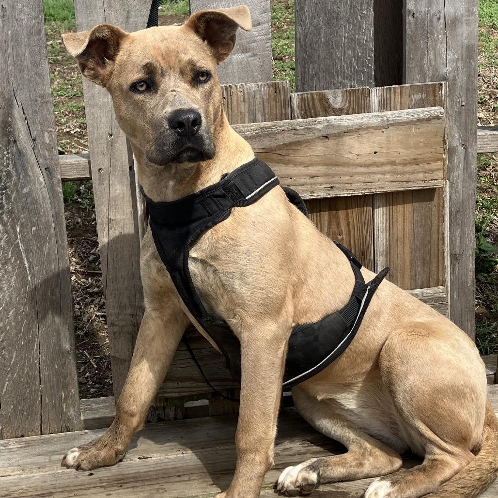 Enlarge Fawn, a Adoptable Mixed Breed in Pulaski, TN image 2/3