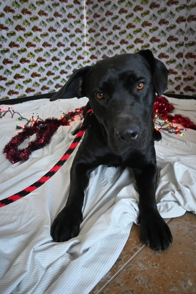 CC13 Canis "Major, a Adoptable mixed breed in Ashland, WI image 2/5