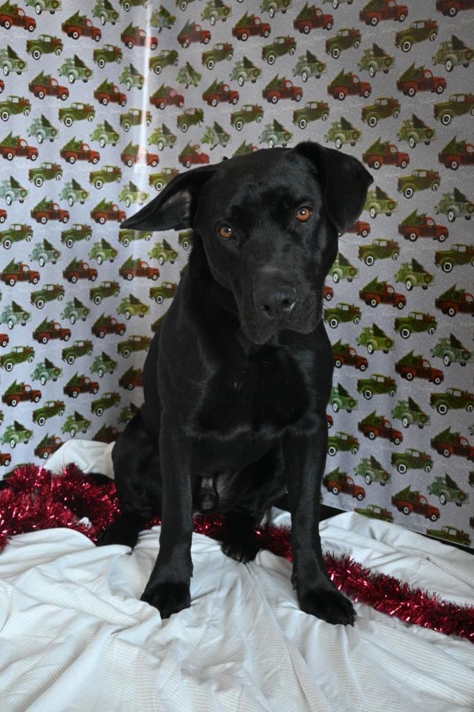 CC13 Canis "Major, Adoptable, Adult Male Cane Corso & Labrador Retriever.