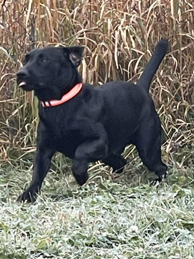 Enlarge CC13 Canis "Major, a Adoptable mixed breed in Ashland, WI image 2/6