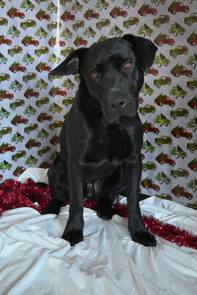Enlarge CC13 Canis "Major, a Adoptable mixed breed in Ashland, WI image 3/6