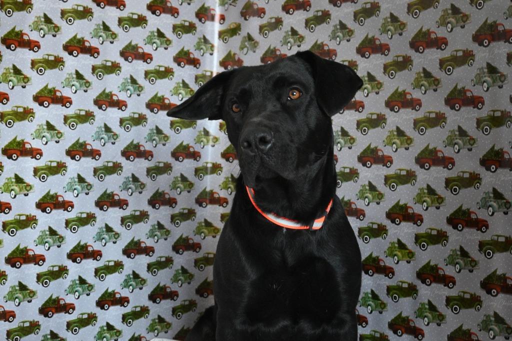 Enlarge CC13 Canis "Major, a Adoptable mixed breed in Ashland, WI image 4/6